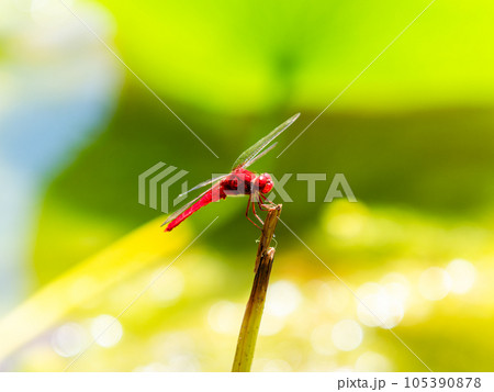 夏の風物詩　蓮の茎にとまる赤トンボ 105390878