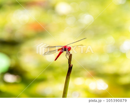 夏の風物詩　蓮の茎にとまる赤トンボ 105390879