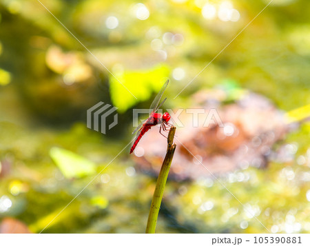 夏の風物詩　蓮の茎にとまる赤トンボ 105390881