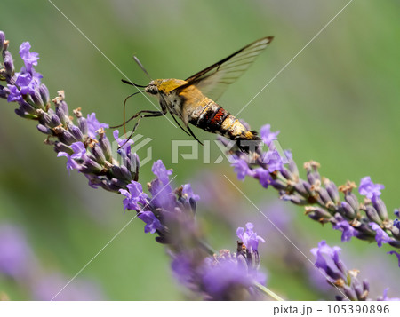 オオスカシバ オオスカシバ 105390896