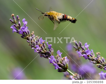 オオスカシバ 105390898