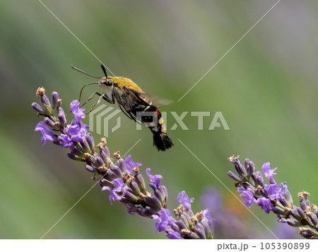 オオスカシバ 105390899