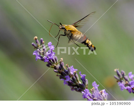 オオスカシバ 105390900