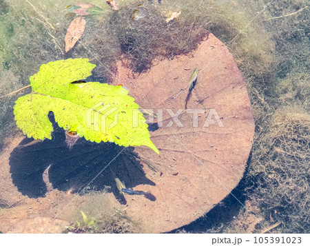 初夏の蓮池にいる小さなメダカたち 105391023