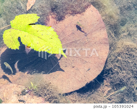 初夏の蓮池にいる小さなメダカたち 初夏の蓮池にいる小さなメダカたち 105391024