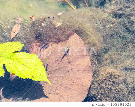 初夏の蓮池にいる小さなメダカたち 105391025