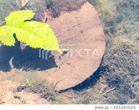 初夏の蓮池にいる小さなメダカたち 105391028
