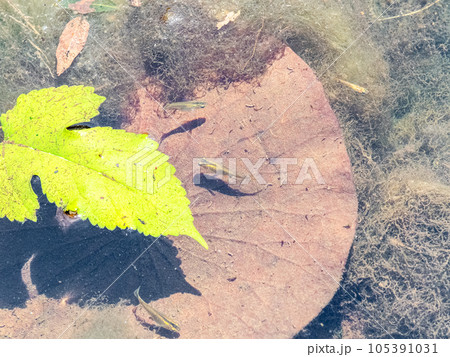 初夏の蓮池にいる小さなメダカたち 105391031