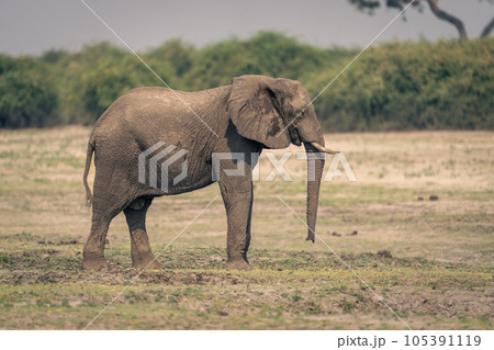 Female African bush elephant stands on floodplain Female African bush elephant stands on floodplain 105391119