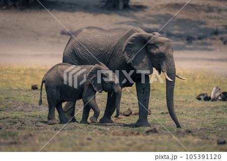 Female African elephant and calf cross floodplain 105391120