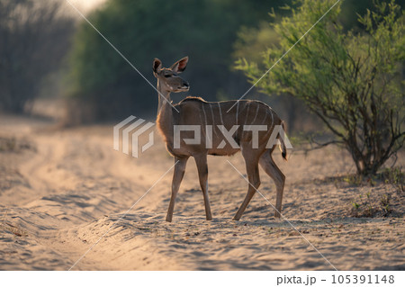 Female greater kudu stands on sandy road 105391148