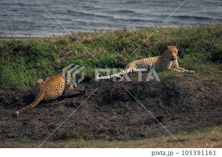 Female leopard drinks near cub on riverbank 105391161