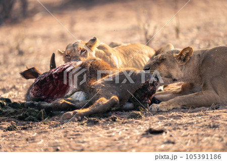 Close-up of two lionesses lying eating buffalo 105391186