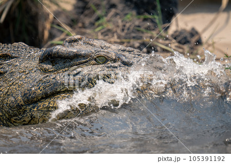 Close-up of wave breaking on Nile crocodile 105391192