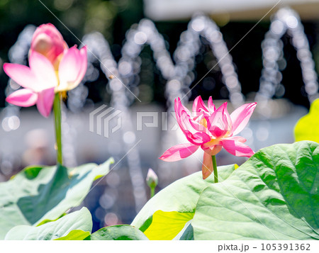 夏の朝の景色 朝日に照らされた美しいハスの花と煌めく水玉 夏の朝の景色 朝日に照らされた美しいハスの花と煌めく水玉 105391362