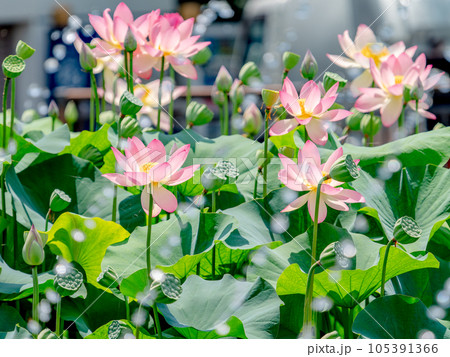 夏の朝の景色 朝日に照らされた美しいハスの花と煌めく水玉 夏の朝の景色 朝日に照らされた美しいハスの花と煌めく水玉 105391366