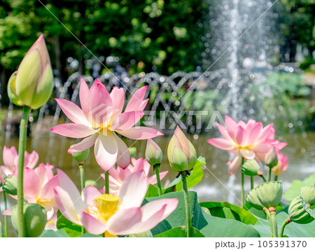 夏の朝の景色 朝日に照らされた美しいハスの花と煌めく水玉 夏の朝の景色 朝日に照らされた美しいハスの花と煌めく水玉 105391370