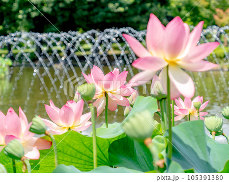 夏の朝の景色　朝日に照らされた美しいハスの花と煌めく水玉 105391380