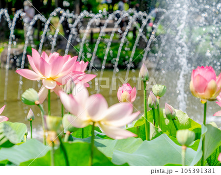 夏の朝の景色　朝日に照らされた美しいハスの花と煌めく水玉 105391381