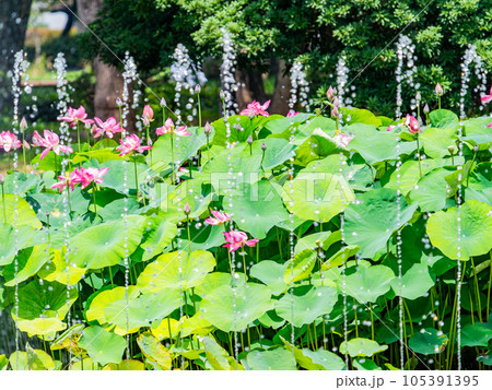 夏の朝の景色　朝日に照らされた美しいハスの花と煌めく水玉 105391395