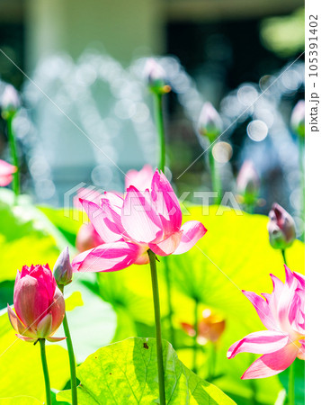 夏の朝の景色　朝日に照らされた美しいハスの花と煌めく水玉 105391402