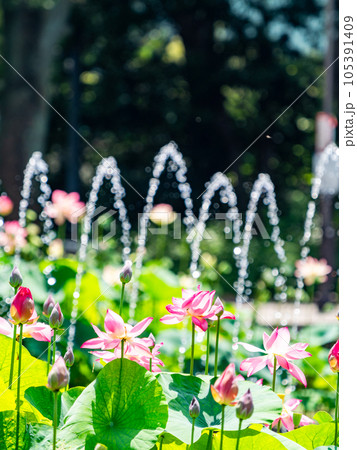 夏の朝の景色 朝日に照らされた美しいハスの花と煌めく水玉 夏の朝の景色 朝日に照らされた美しいハスの花と煌めく水玉 105391409