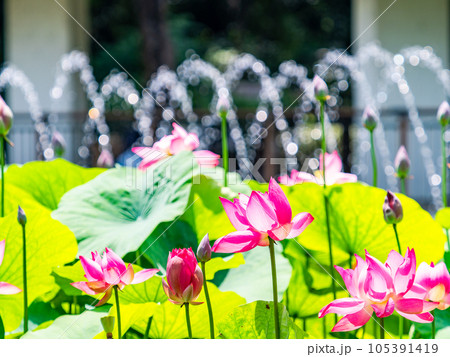 夏の朝の景色 朝日に照らされた美しいハスの花と煌めく水玉 夏の朝の景色 朝日に照らされた美しいハスの花と煌めく水玉 105391419