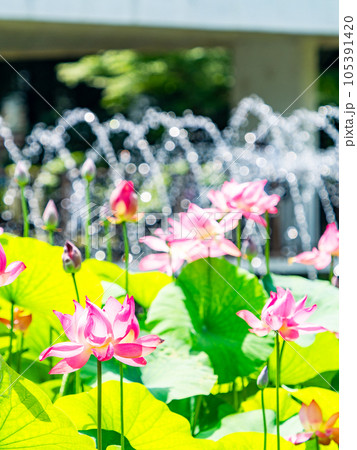 夏の朝の景色 朝日に照らされた美しいハスの花と煌めく水玉 夏の朝の景色 朝日に照らされた美しいハスの花と煌めく水玉 105391420