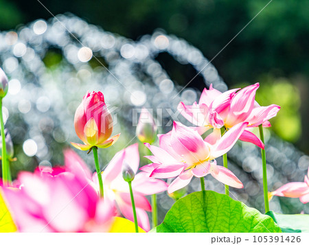夏の朝の景色 朝日に照らされた美しいハスの花と煌めく水玉 夏の朝の景色 朝日に照らされた美しいハスの花と煌めく水玉 105391426