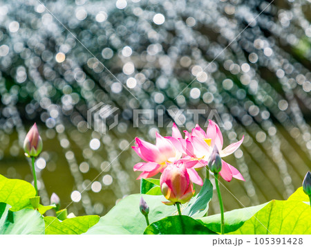 夏の朝の景色　朝日に照らされた美しいハスの花と煌めく水玉 105391428