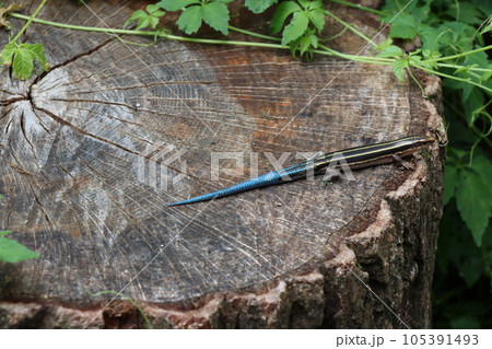 色の綺麗なニホントカゲ（幼体） 105391493