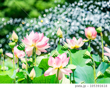 夏の朝の景色　朝日に照らされた美しいハスの花と煌めく水玉 105391618