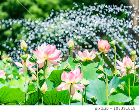 夏の朝の景色　朝日に照らされた美しいハスの花と煌めく水玉 105391619