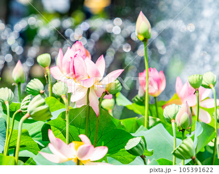 夏の朝の景色 朝日に照らされた美しいハスの花と煌めく水玉 夏の朝の景色 朝日に照らされた美しいハスの花と煌めく水玉 105391622