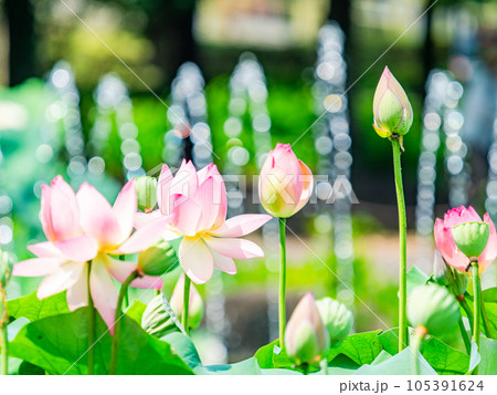 夏の朝の景色　朝日に照らされた美しいハスの花と煌めく水玉 105391624