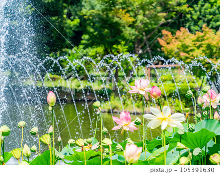 夏の朝の景色　朝日に照らされた美しいハスの花と煌めく水玉 105391630