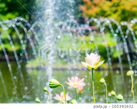 夏の朝の景色　朝日に照らされた美しいハスの花と煌めく水玉 105391632