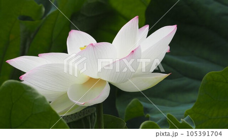 福岡城址のお堀の蓮の花と葉 105391704
