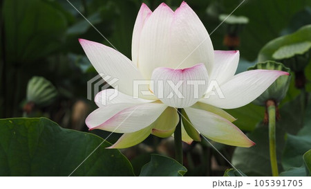 福岡城址のお堀の蓮の花と葉と実 105391705