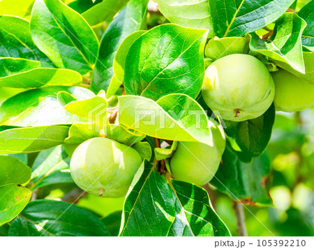 初夏の景色　育ち始めた青い柿の実 105392210