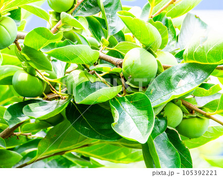 初夏の景色　育ち始めた青い柿の実 105392221