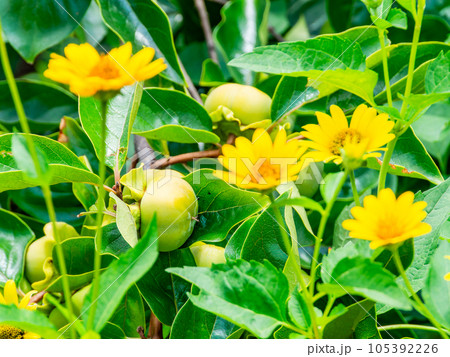 初夏の景色　育ち始めた青い柿の実と黄色いキクイモモドキの花 105392226