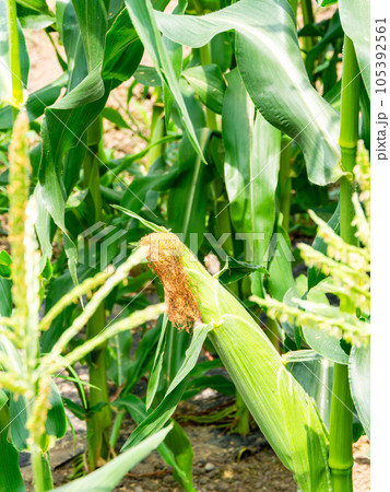 美味しそうな夏野菜　畑に実ったトウモロコシ 105392561