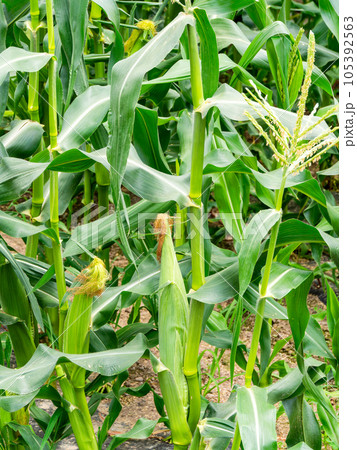 美味しそうな夏野菜 畑に実ったトウモロコシ 美味しそうな夏野菜 畑に実ったトウモロコシ 105392563