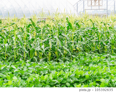 美味しそうな夏野菜　畑に実ったトウモロコシ 105392635