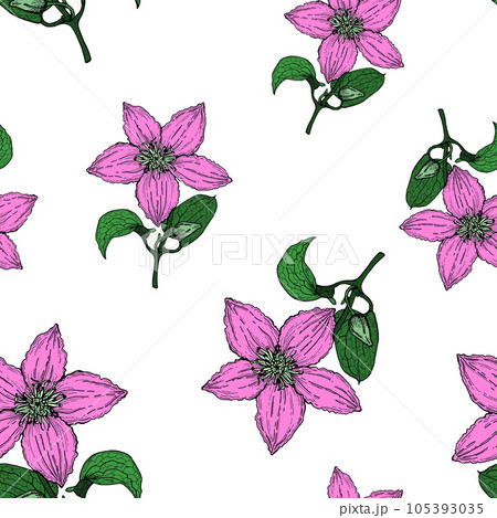 Сlematis flower, color pattern on white, for printing, for tableware, for office fabric and other things. Сlematis flower, color pattern on white, for printing, for tableware, for office fabric and other things. 105393035