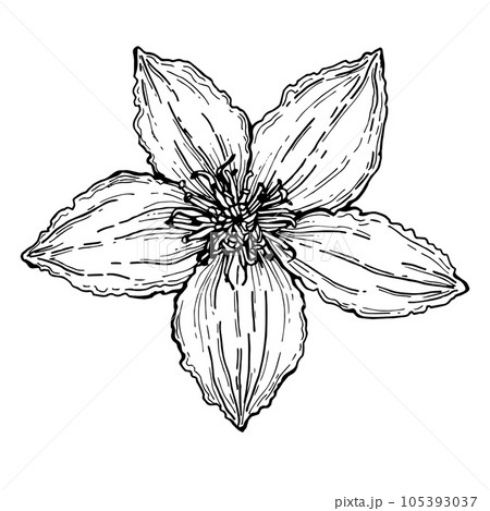 Clematis flower,graphics, isolated illustration,large,for decoration,for printing,for tableware,office and other things. 105393037