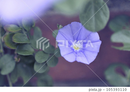 セイヨウヒルガオ セイヨウヒルガオ 105393110