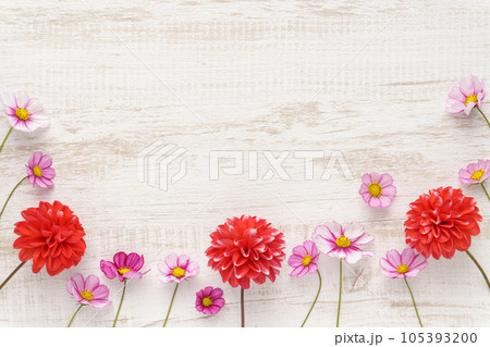 ダリアとコスモスのフラワーフレーム 105393200