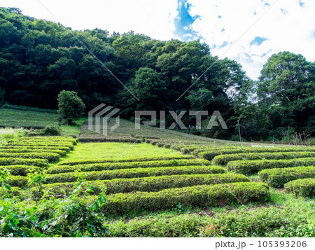 初夏の景色　山間の集落にあった斜面の茶畑 105393206